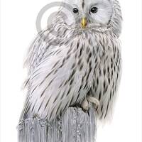 Ural Owl - color pencil drawing print - bird art - artwork signed by UK artist G. Tymon - 2 ...