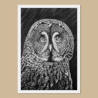 Great grey owl art prints - A3, A4, A5 sizes - Strix nebulosa - Owl wall art - charcoal draw...