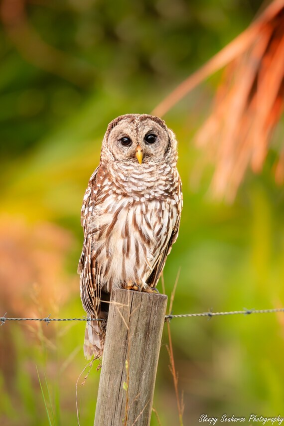 Barred Owl Photo, Florida Bird Photography, Woodland Nature Photo, Wildlife Print, Raptors, Wild Bird Photos, Owl on a Post, Florida Owl