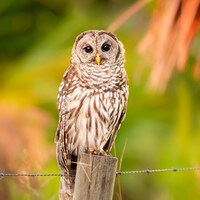 Barred Owl Photo, Florida Bird Photography, Woodland Nature Photo, Wildlife Print, Raptors, ...