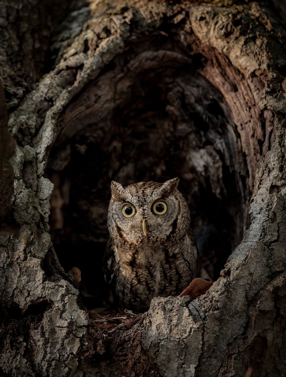 Screech Owl in a Tree - Photo, Metal, Canvas or Acrylic Print - Harry Collins Photography