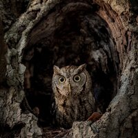 Screech Owl in a Tree - Photo, Metal, Canvas or Acrylic Print - Harry Collins Photography