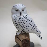 Snowy Owl