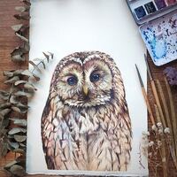Owl - ORIGINAL watercolour painting 7.5x11 inches,Hand paint 100%,art,watercolor, Hand made,...