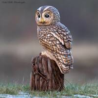 Tawny Owl Hand Carved from Ancient Oak Wood