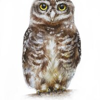 Watercolor Painting Birds, Fine Art Print,Spotted Owlet,  Bird Artwork, Nature Art, Home Dec...