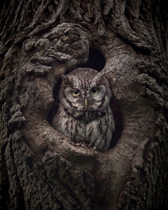 Camouflage Screech Owl - Massachusetts - Bird Photo Print - 8x10" Size