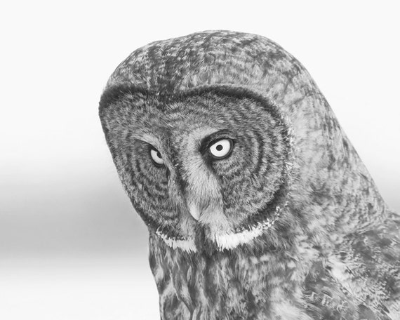 Great Grey Owl, black and white art photo print