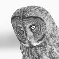 Great Grey Owl, black and white art photo print