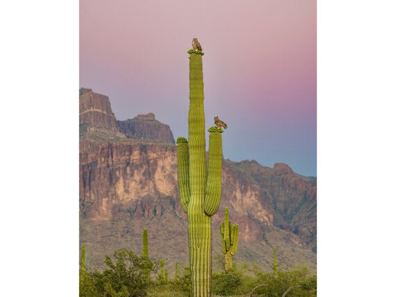 Superstition Mountain Sentinels