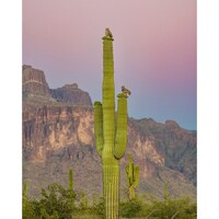 Superstition Mountain Sentinels