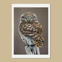 Little owl art prints, A3 & A4 sizes, Athene noctua, Owl painting, Gift for owl lover, B...