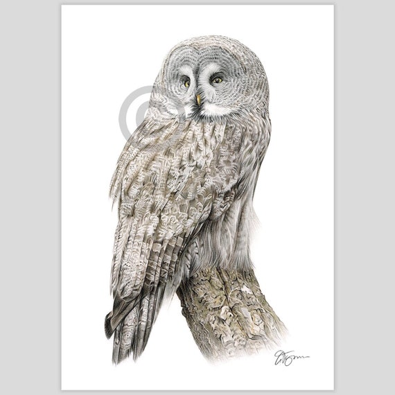 Great Grey Owl - color pencil drawing print - bird art - artwork signed by artist Gary Tymon - 2 sizes - 100 prints - animal portrait