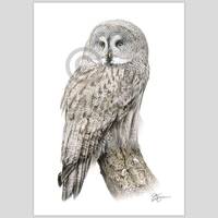 Great Grey Owl - color pencil drawing print - bird art - artwork signed by artist Gary Tymon...