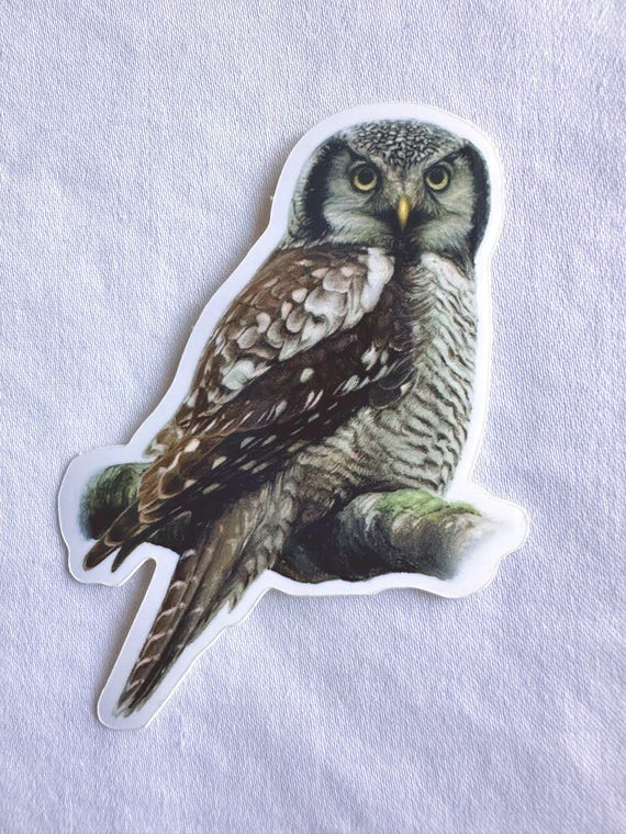 Northern Hawk Owl Painting Sticker, Vinyl, 2.2"x 3", Dishwasher Safe
