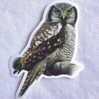 Northern Hawk Owl Painting Sticker, Vinyl, 2.2"x 3", Dishwasher Safe