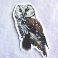 Boreal Owl Painting Sticker, Vinyl, 2"x 3", Dishwasher Safe