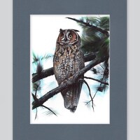 Long-eared Owl Artwork Print | Ballpoint Pen Drawing | Photorealistic Animal Portrait | Wild...