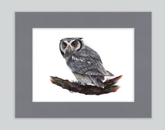 Eurasian Scops Owl Artwork Print | Ballpoint Pen Drawing | Photorealistic Animal Portrait | Wildlife Illustration | Home Decor