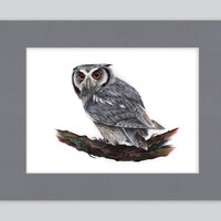 Eurasian Scops Owl Artwork Print | Ballpoint Pen Drawing | Photorealistic Animal Portrait | ...