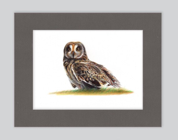 Short-eared Owl Artwork Print | Ballpoint Pen Drawing | Photorealistic Animal Portrait | Wildlife Illustration | Home Decor