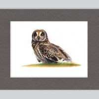 Short-eared Owl Artwork Print | Ballpoint Pen Drawing | Photorealistic Animal Portrait | Wil...