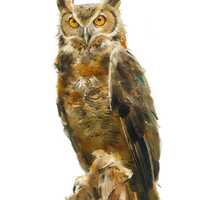 Owl Art,  Creat Horned Owl Painting ,Hand Painted, Мixed Мedia ( tempera paints, dry paste...