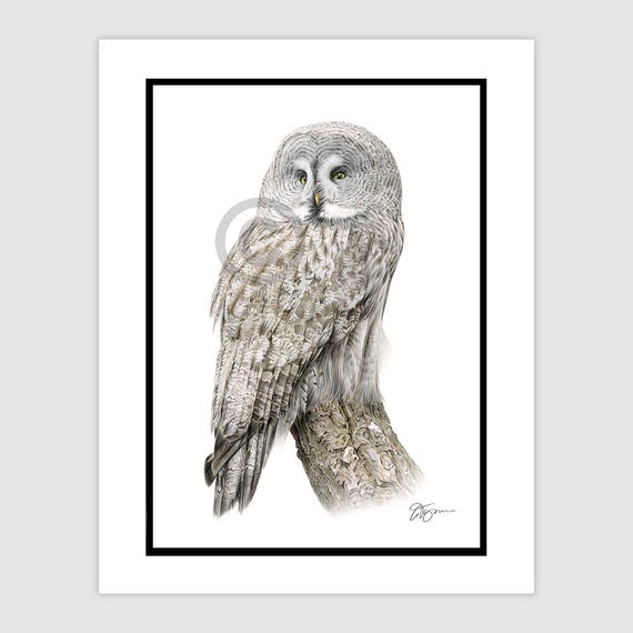 Great Grey Owl - Original color pencil drawing - bird art - Portrait size A4 (11.75" x 8.25") in mount - Signed artwork wildlife sketch