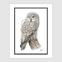 Great Grey Owl - Original color pencil drawing - bird art - Portrait size A4 (11.75" x ...