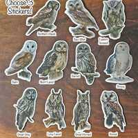 Choose Your Own 3 Owl Painting Stickers, Vinyl, Dishwasher Safe