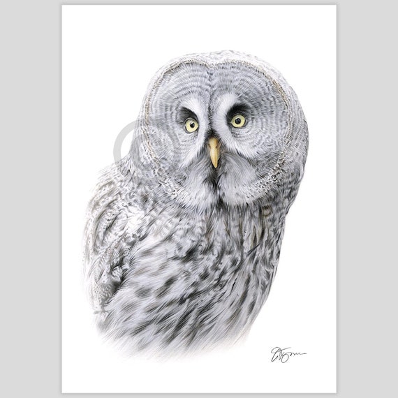 Great Grey Owl bird - color pencil drawing artwork print - signed by artist Gary Tymon - 2 sizes - 100 prints - wildlife portrait art