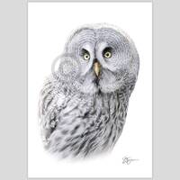 Great Grey Owl bird - color pencil drawing artwork print - signed by artist Gary Tymon - 2 s...