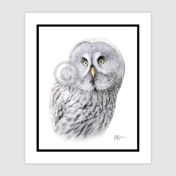 Great Grey Owl bird | original colour pencil drawing | portrait size 10" x 8" (12" x 10" mount) | signed artwork watercolour art sketch