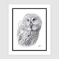 Great Grey Owl bird | original colour pencil drawing | portrait size 10" x 8" (12&...