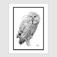 GREAT GREY OWL Original Pencil Drawing | Portrait size 11.75" x 8.25" | Mount (mat...