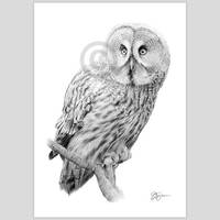 Bird artwork - Great Grey Owl pencil drawing print - wildlife sketch - signed by artist Gary...
