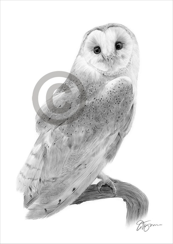 Barn Owl pencil drawing print