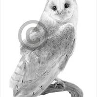 Barn Owl pencil drawing print