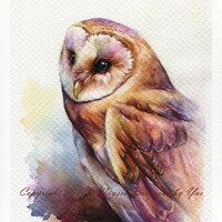PRINT - The Owl Watercolor painting 7.5 x 11