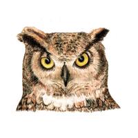 Print: Great Horned Owl face pencil drawing