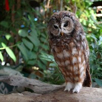 Needle Felted  Owl. Mexican spotted owl.