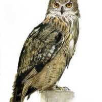 Eagle Owl Painting, Hand-painted Artwork, Owl Portrait, Bird Art,  Wildlife Painting
