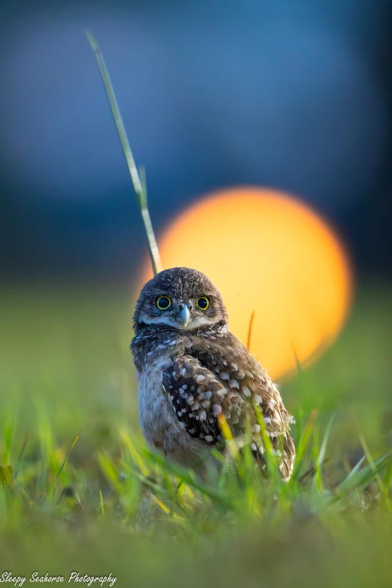 Burrowing Owl Baby, Burrowing Owlet Photo, Cape Coral Owls, Sunset, Florida Birds, Cute Baby Owl Print, Canvas Gallery Wrap, Metal Prints