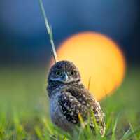 Burrowing Owl Baby, Burrowing Owlet Photo, Cape Coral Owls, Sunset, Florida Birds, Cute Baby...