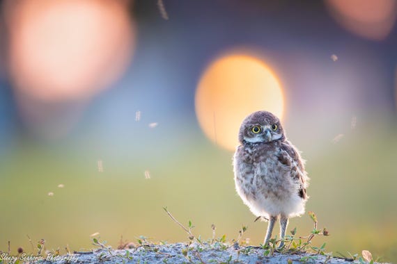 Burrowing Owl, Owl Print, Bird Photography, Florida Photography, Cape Coral Owls, Wall Decor, Nature Photo, Florida Bird, Baby Owlet Photo