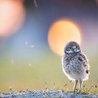 Burrowing Owl, Owl Print, Bird Photography, Florida Photography, Cape Coral Owls, Wall Decor...