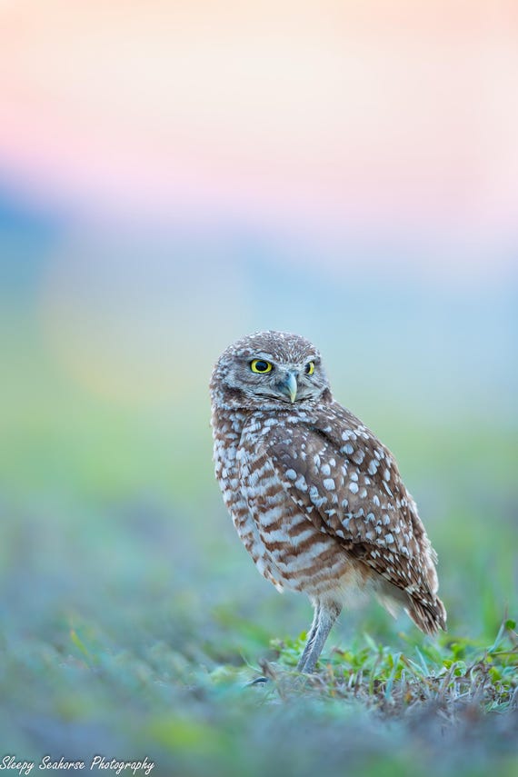 Burrowing Owl, Owl Print, Bird Photography, Florida Photography, Owl at Sunset, Owl Wall Decor, Wildlife Photo, Florida Birds, Owl Photo
