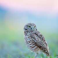 Burrowing Owl, Owl Print, Bird Photography, Florida Photography, Owl at Sunset, Owl Wall Dec...