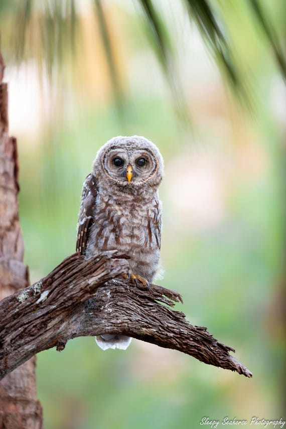 Barred Owl, Bird Photography, Baby Bird Photo, Florida Nature Print, Wildlife Photo, Florida Birds, Owlet Print, Owl Chick, Baby Owl