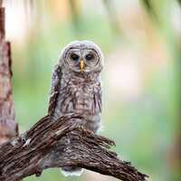 Barred Owl, Bird Photography, Baby Bird Photo, Florida Nature Print, Wildlife Photo, Florida...